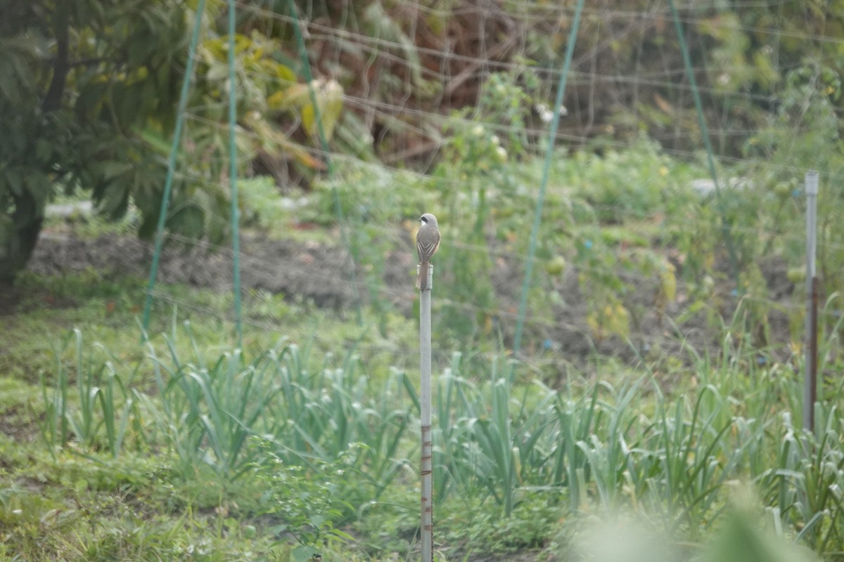 Brown Shrike - ML615050061