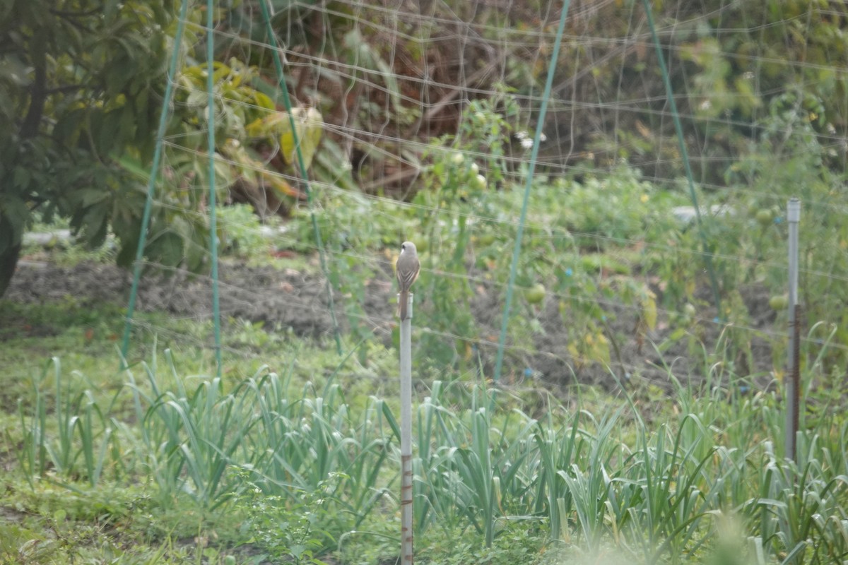 Brown Shrike - ML615050062