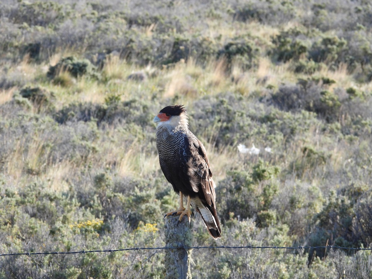 Caracara huppé - ML615050078