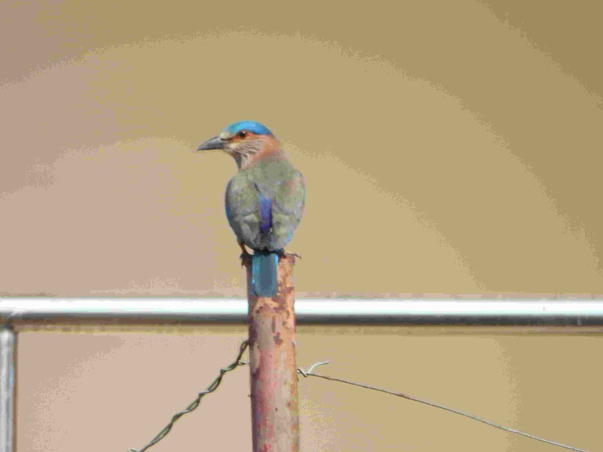 Indian Roller - Gandhikumar Rangasamudram Kandaswami