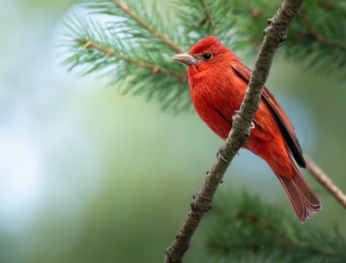 Summer Tanager - Markus Duhme