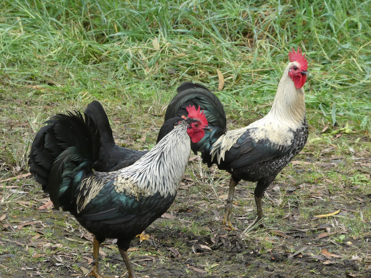 Red Junglefowl (Domestic type) - ML615050207