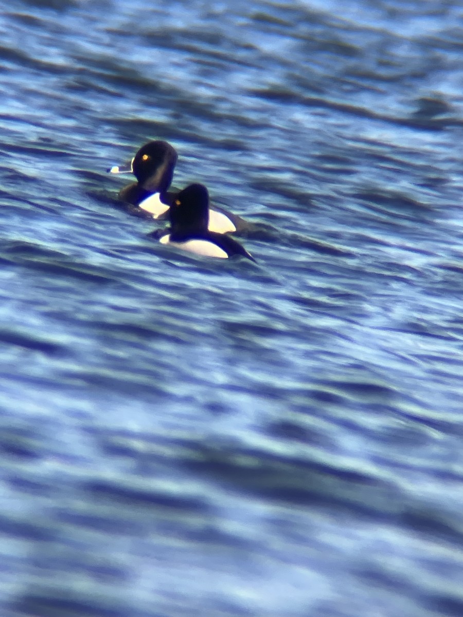 Ring-necked Duck - ML615050234