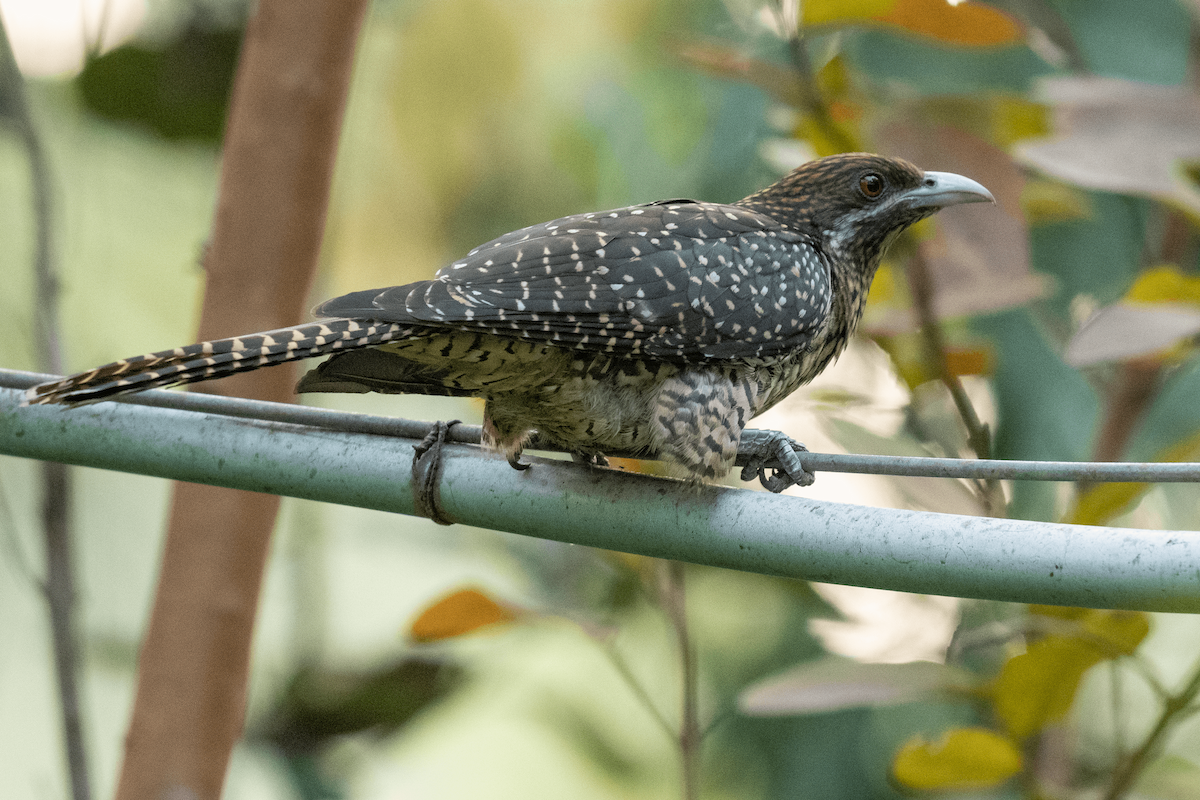 Asian Koel - ML615050300