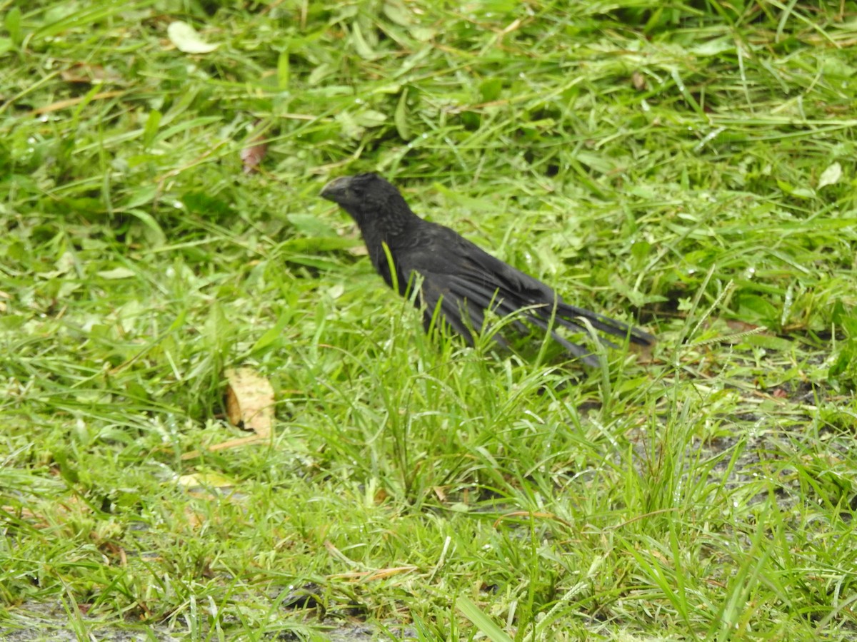 Smooth-billed Ani - ML615050336