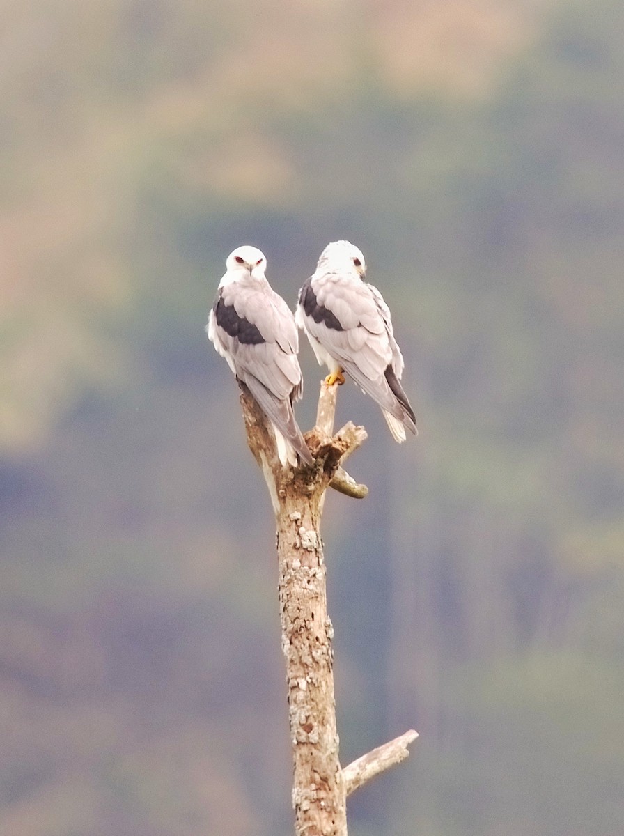 White-tailed Kite - ML615050344