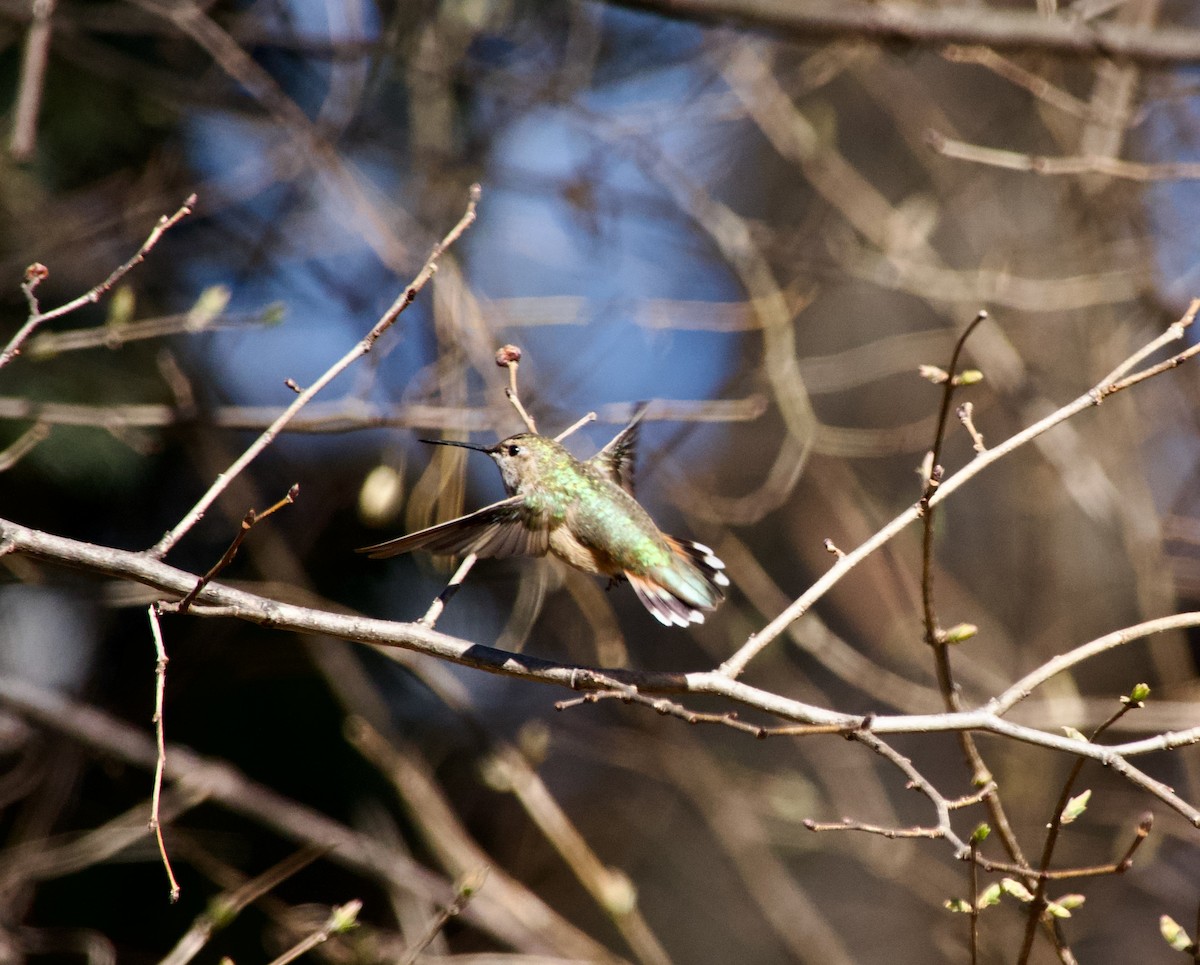 Rufous Hummingbird - ML615050355