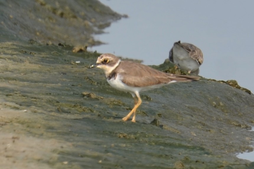 Little Ringed Plover - ML615050368