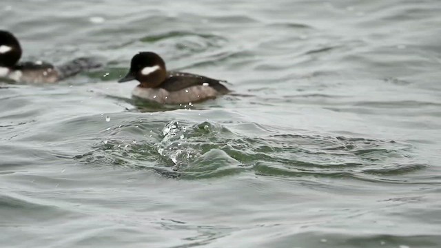 Bufflehead - ML615050386