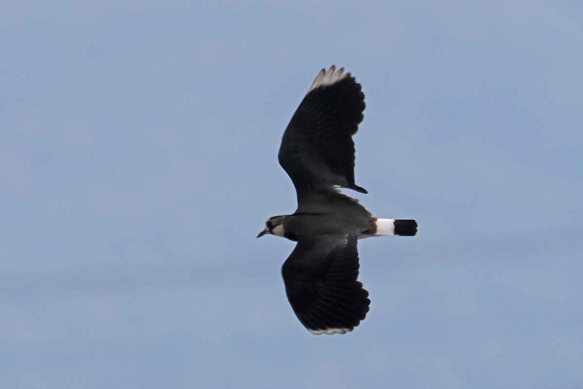 Northern Lapwing - Donna Pomeroy