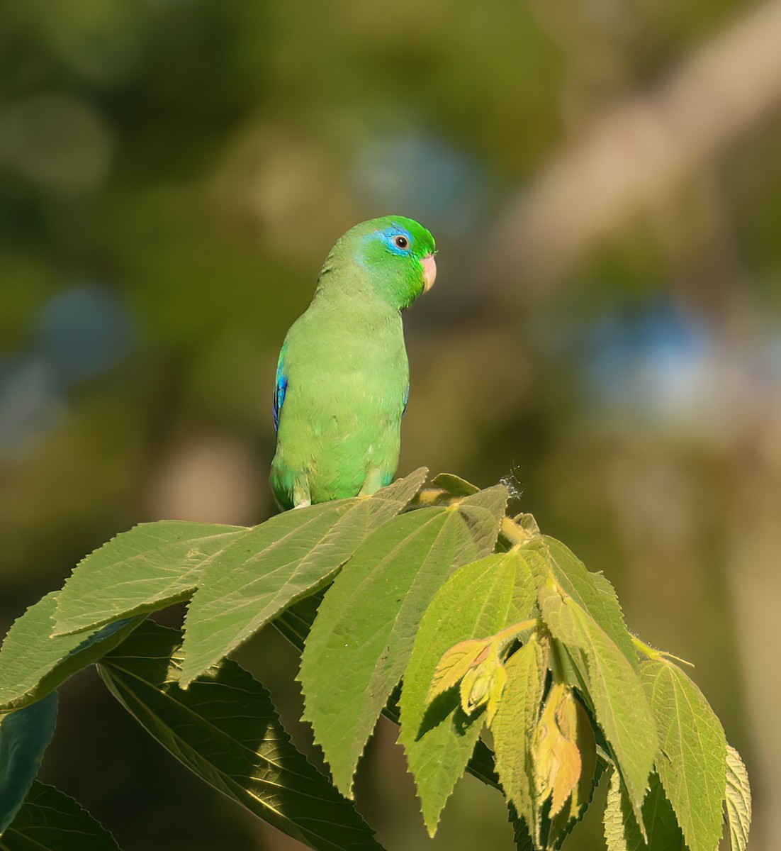 アオメルリハシインコ - ML615050441