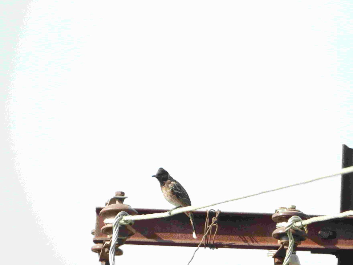 Red-vented Bulbul - Gandhikumar Rangasamudram Kandaswami