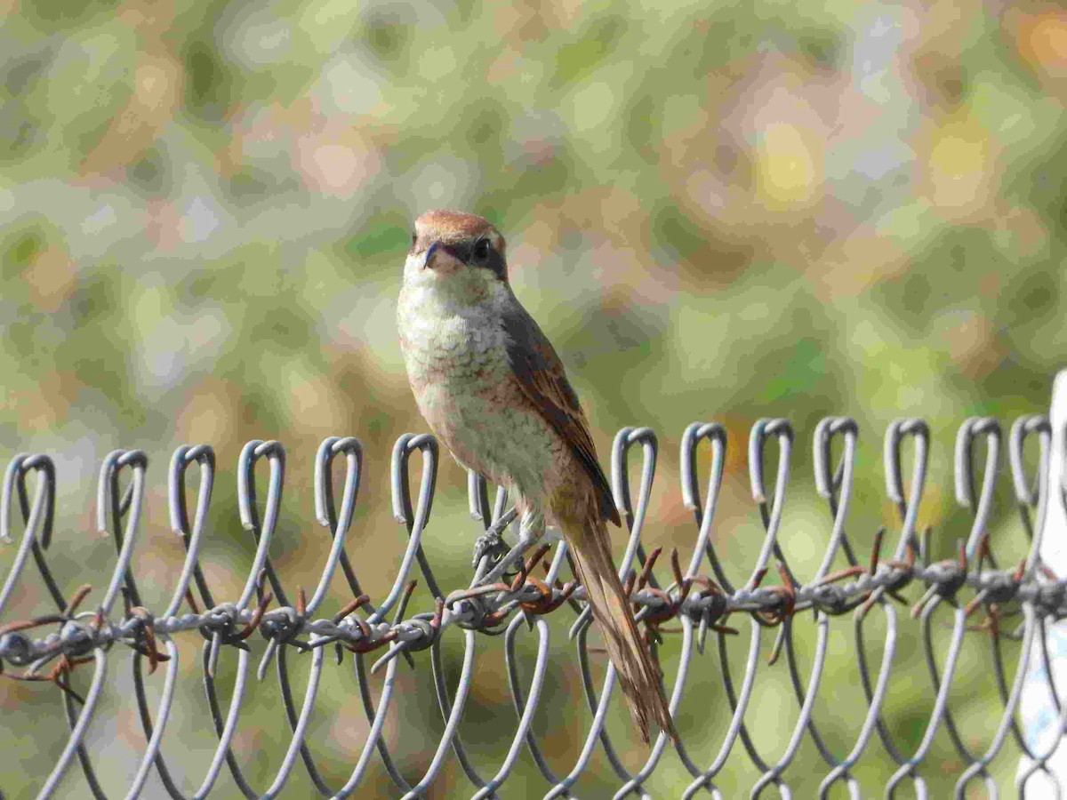 Brown Shrike - Gandhikumar Rangasamudram Kandaswami