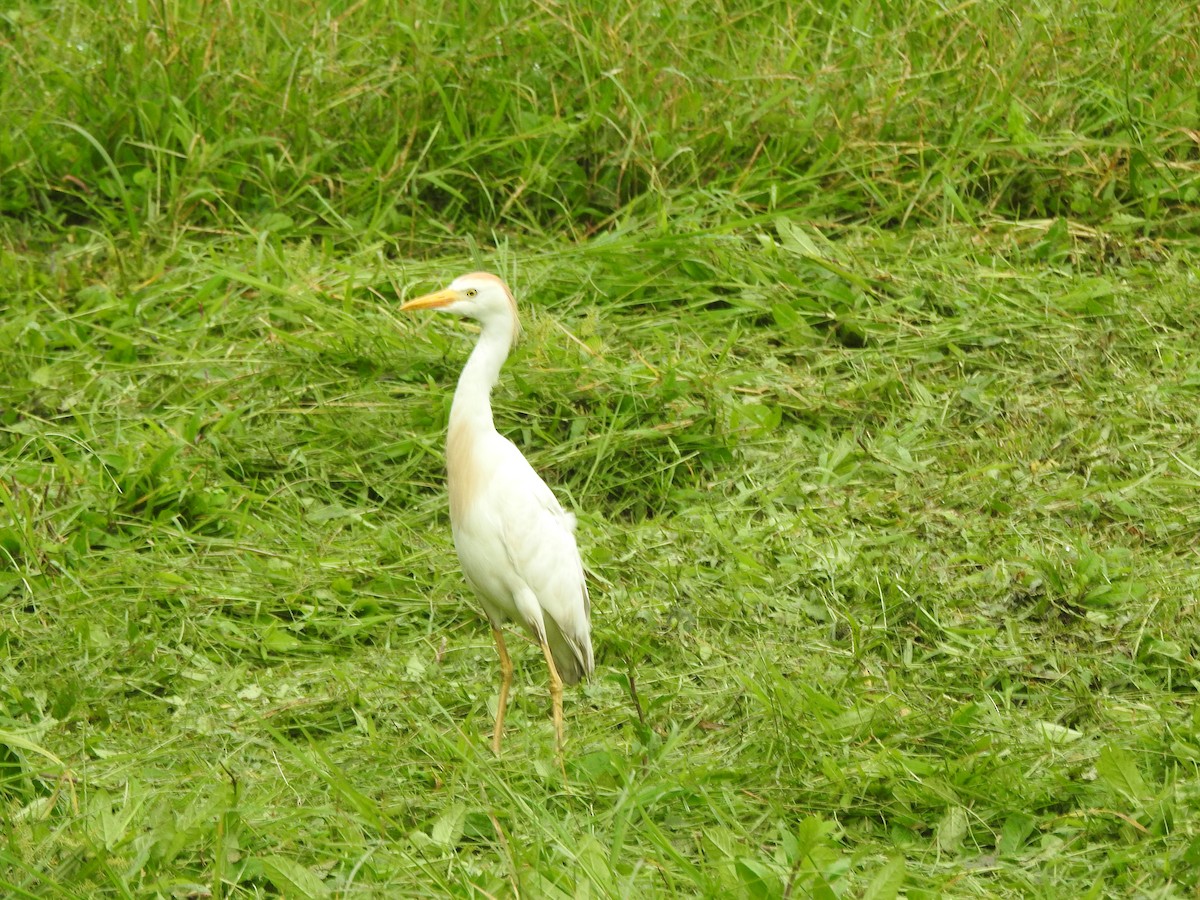 Western Cattle Egret - ML615050517