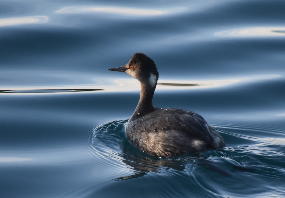 Eared Grebe - ML615050533