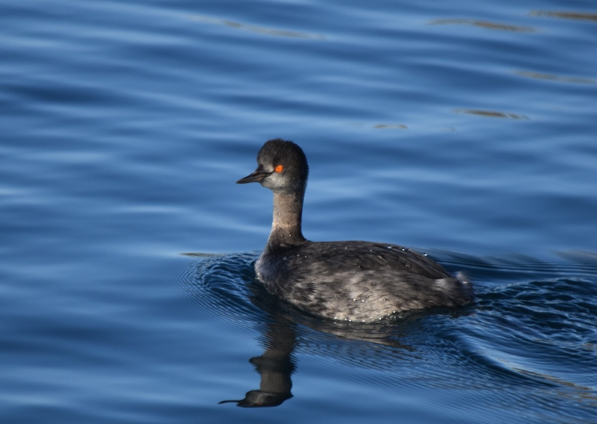 Eared Grebe - ML615050534