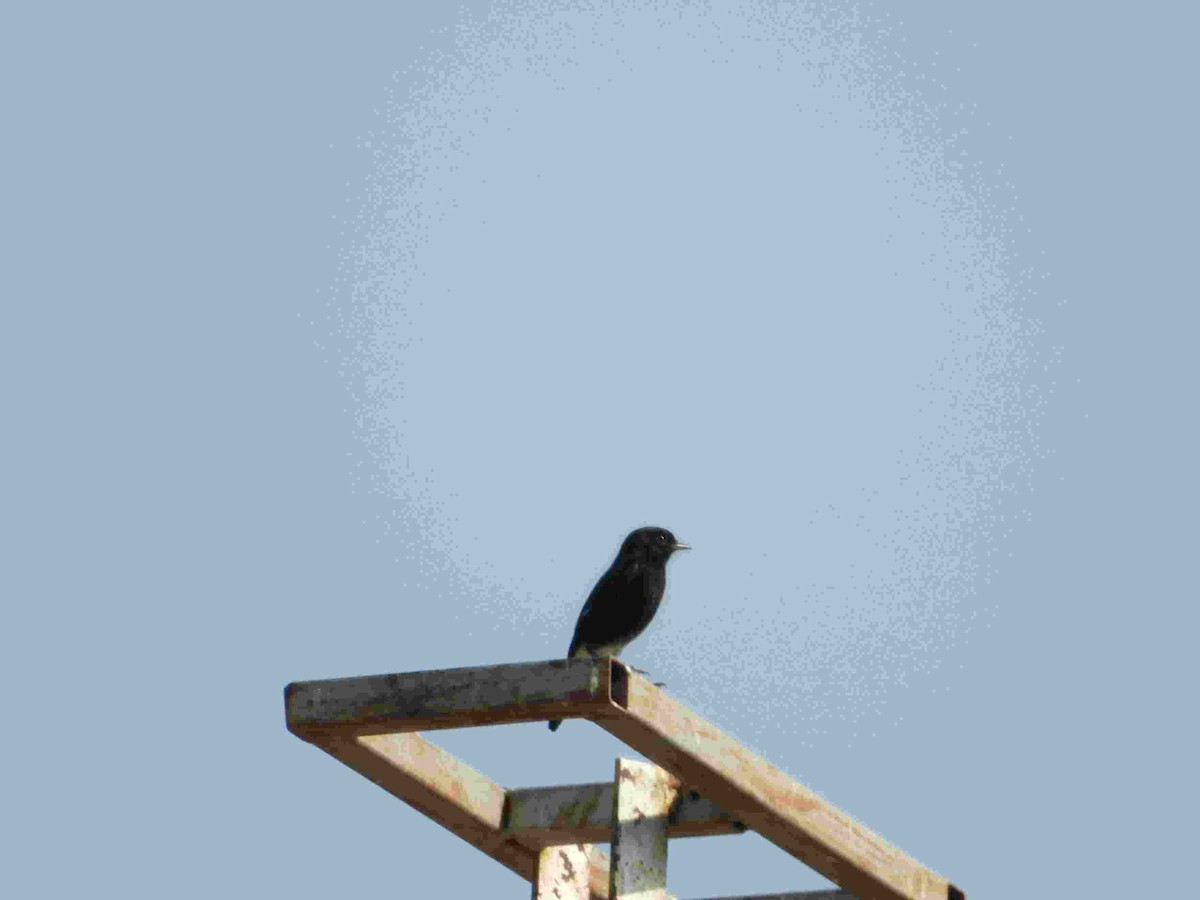 Pied Bushchat - Gandhikumar Rangasamudram Kandaswami