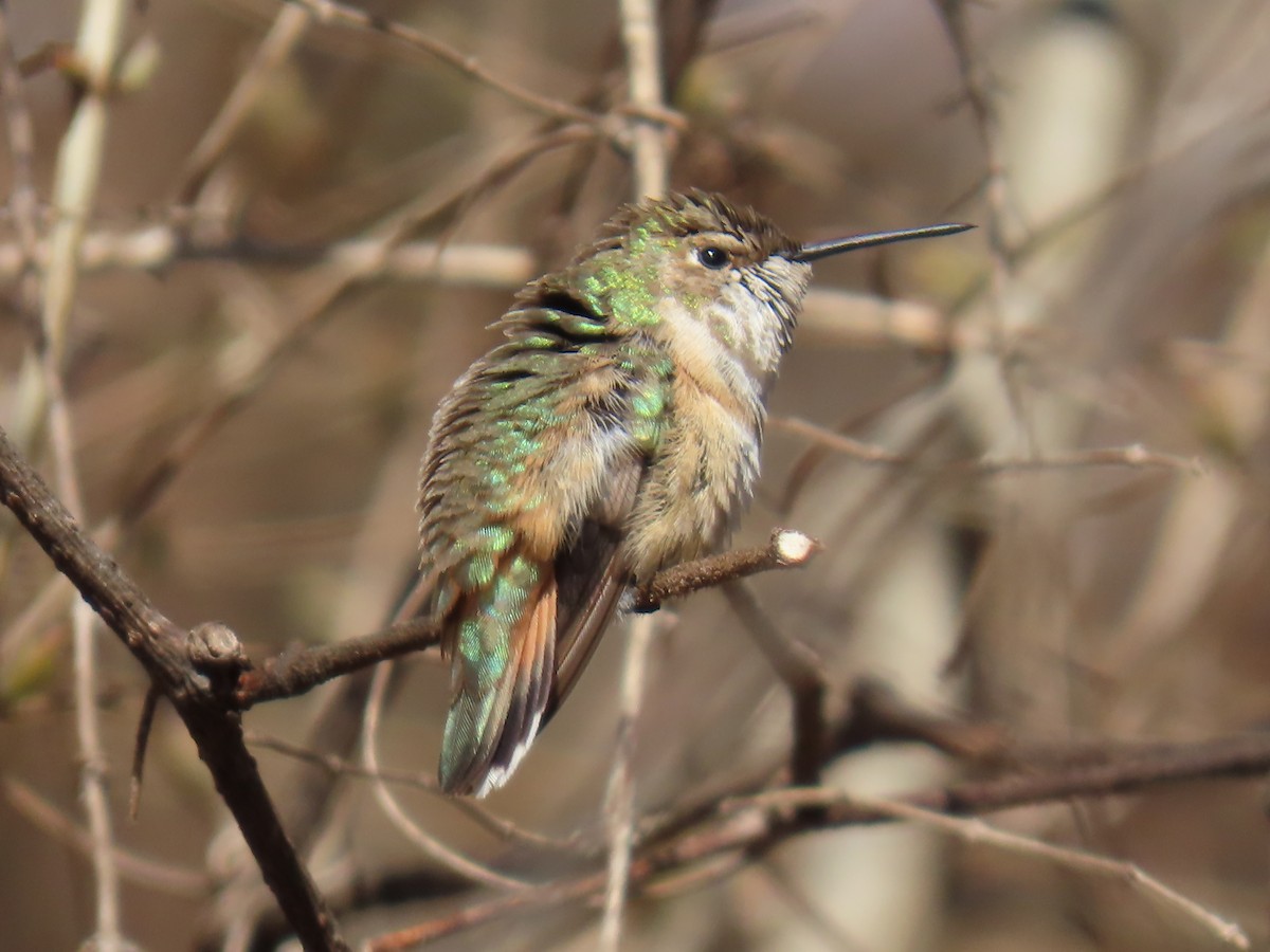 Rufous Hummingbird - ML615050570
