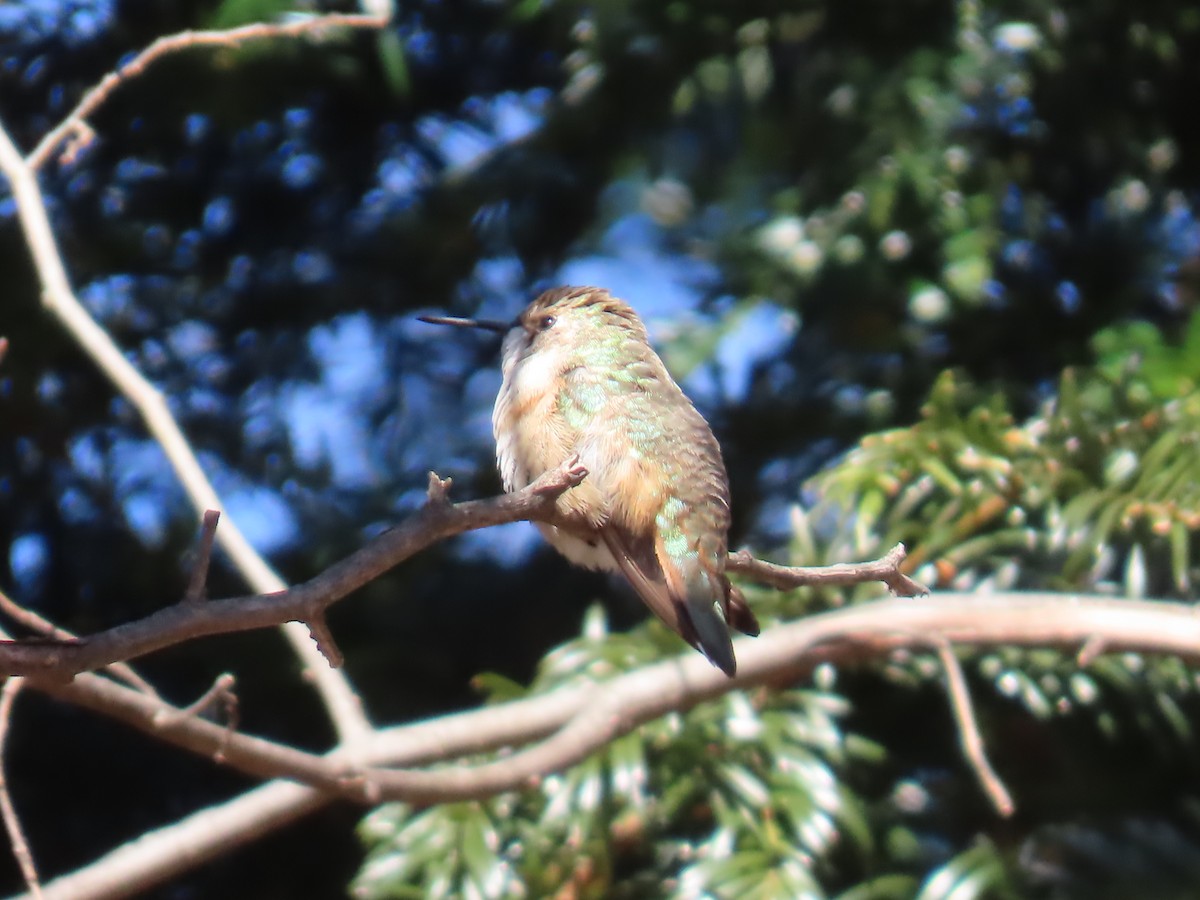 Rufous Hummingbird - ML615050572