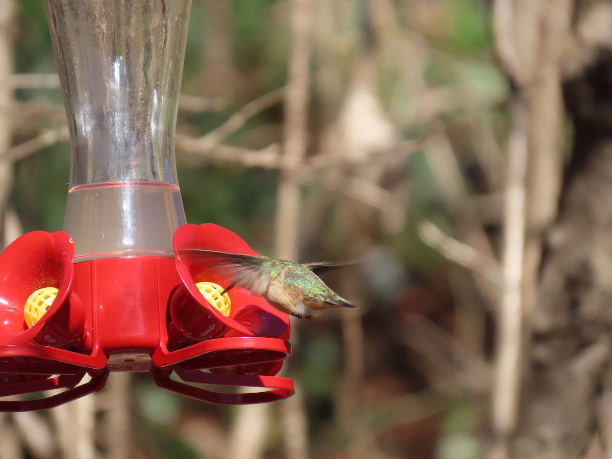 Rufous Hummingbird - ML615050573