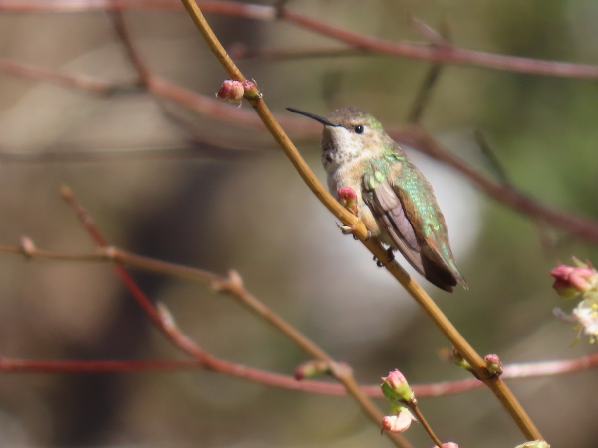 Rufous Hummingbird - ML615050574