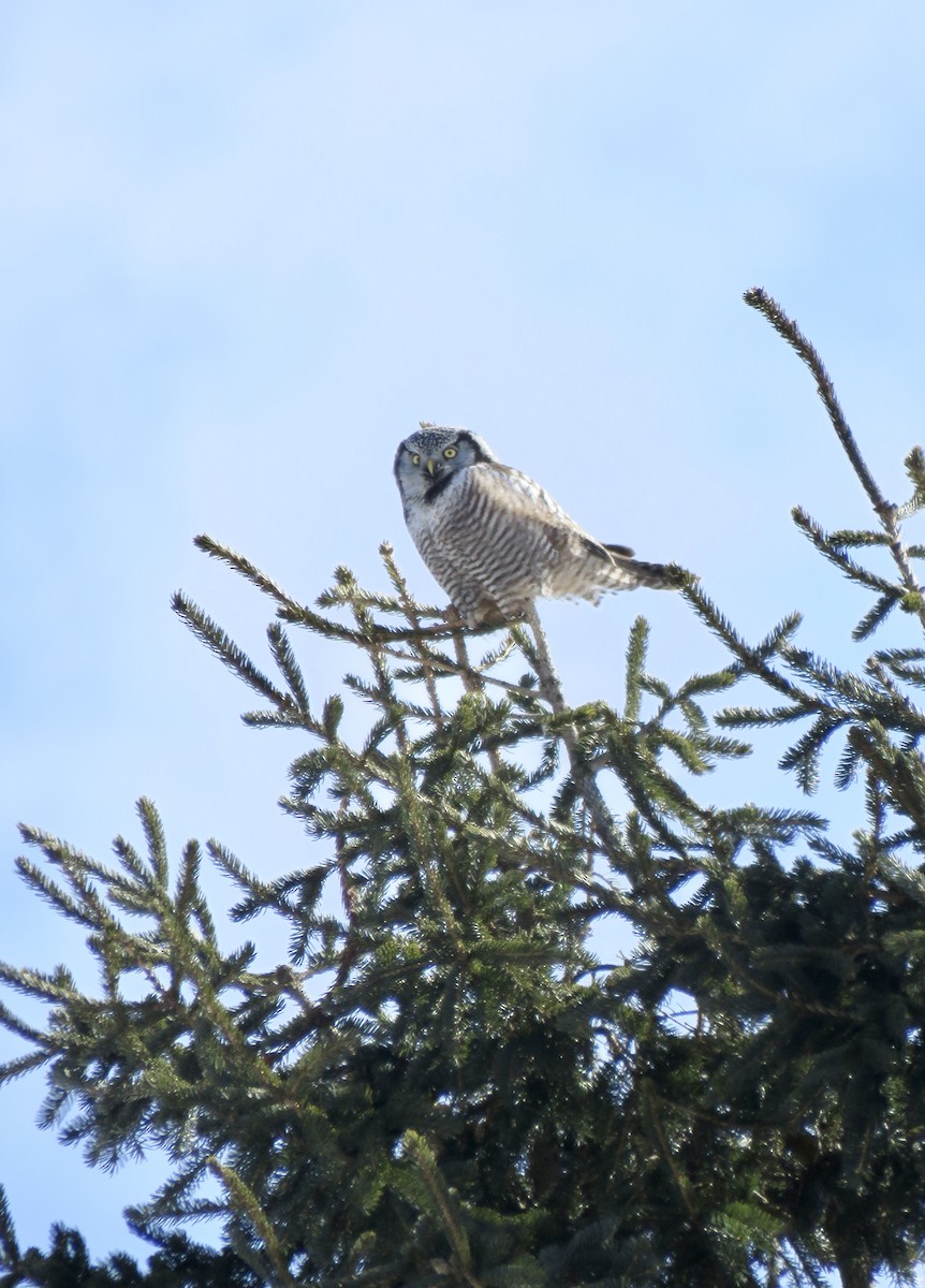 Northern Hawk Owl - Stacy Robinson