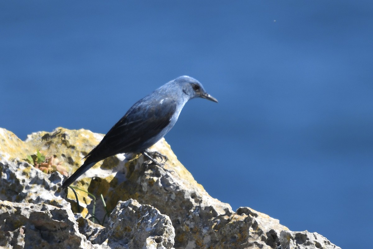 Blue Rock-Thrush - ML615050808