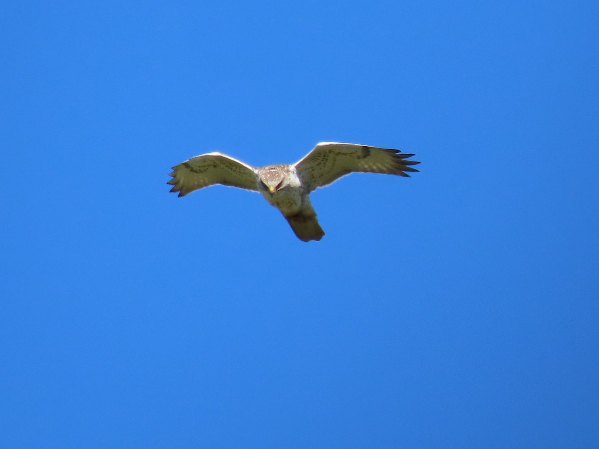 Ferruginous Hawk - ML615050892