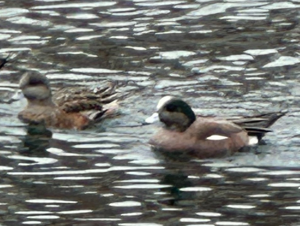 American Wigeon - ML615050978