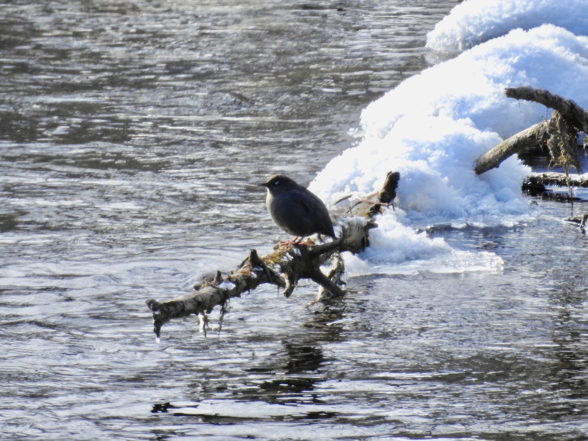 American Dipper - Cathy Antoniazzi