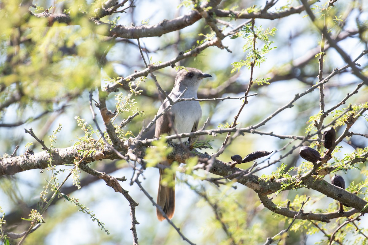 Ash-colored Cuckoo - ML615051005