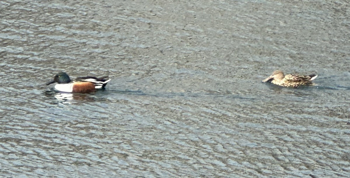 Халбага нугас - ML615051010