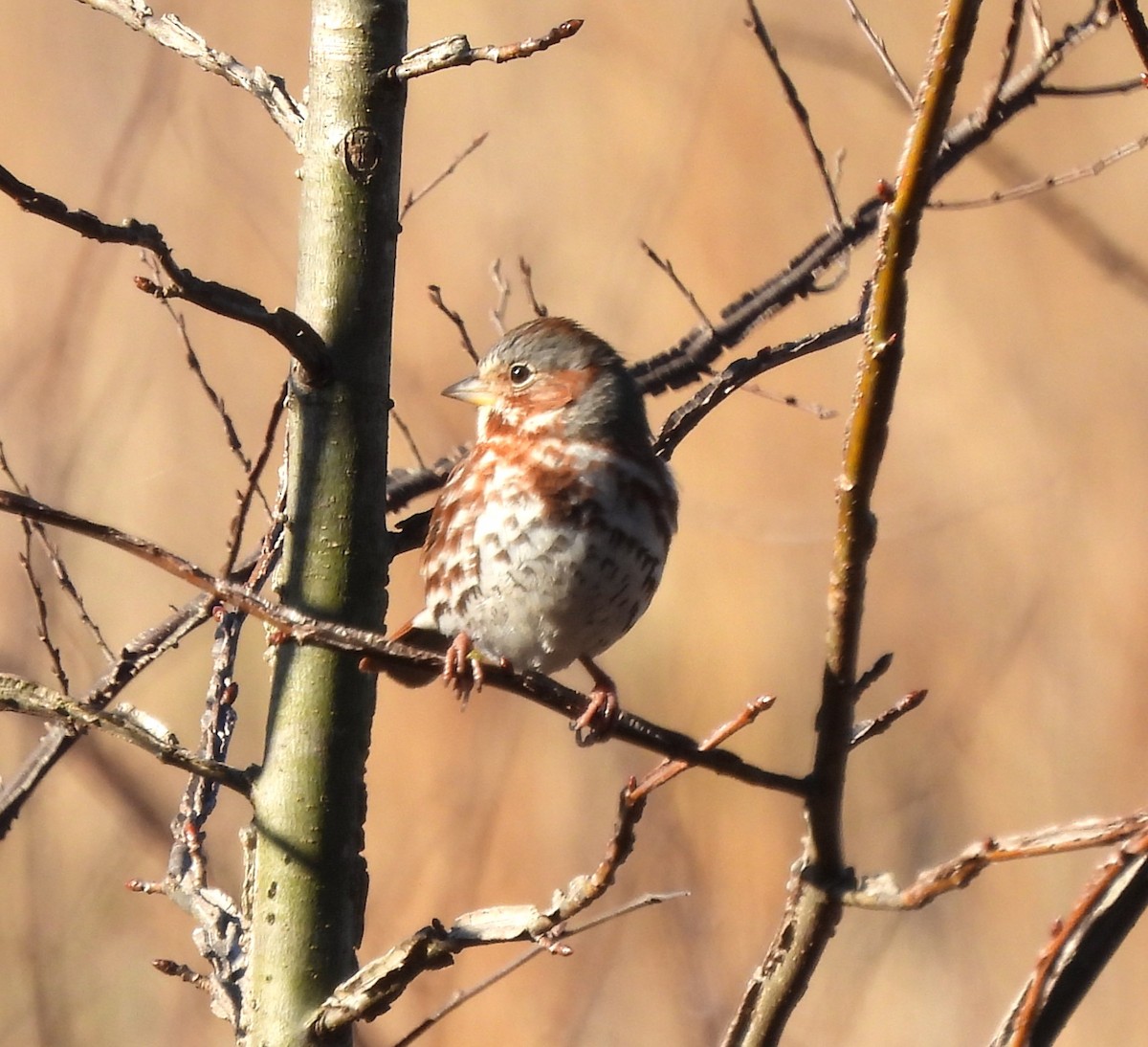 Fox Sparrow - ML615051043