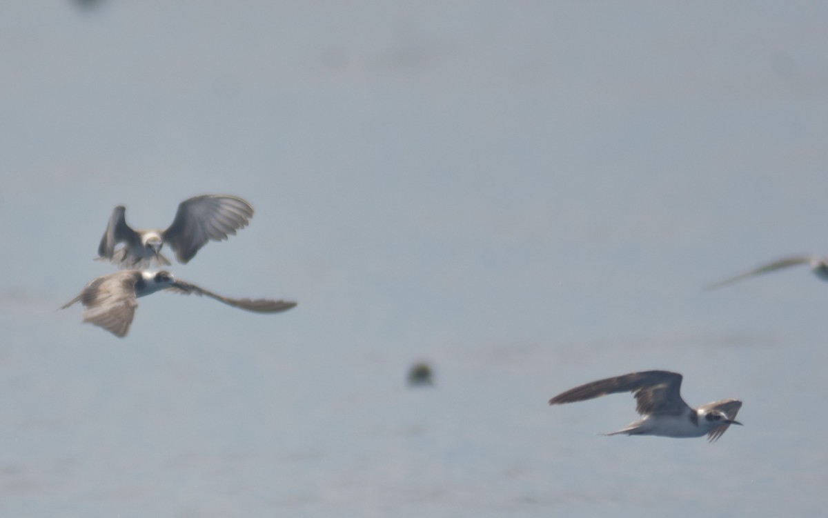 Хилэн хараалай - ML615051074