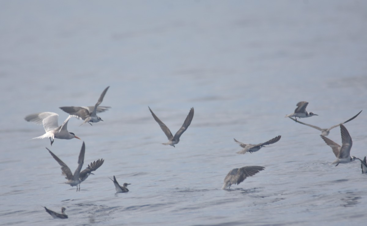 Хилэн хараалай - ML615051075