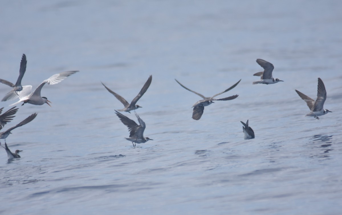 Хилэн хараалай - ML615051076