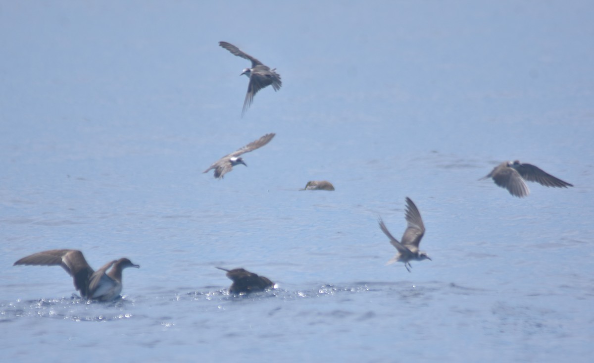 Хилэн хараалай - ML615051077