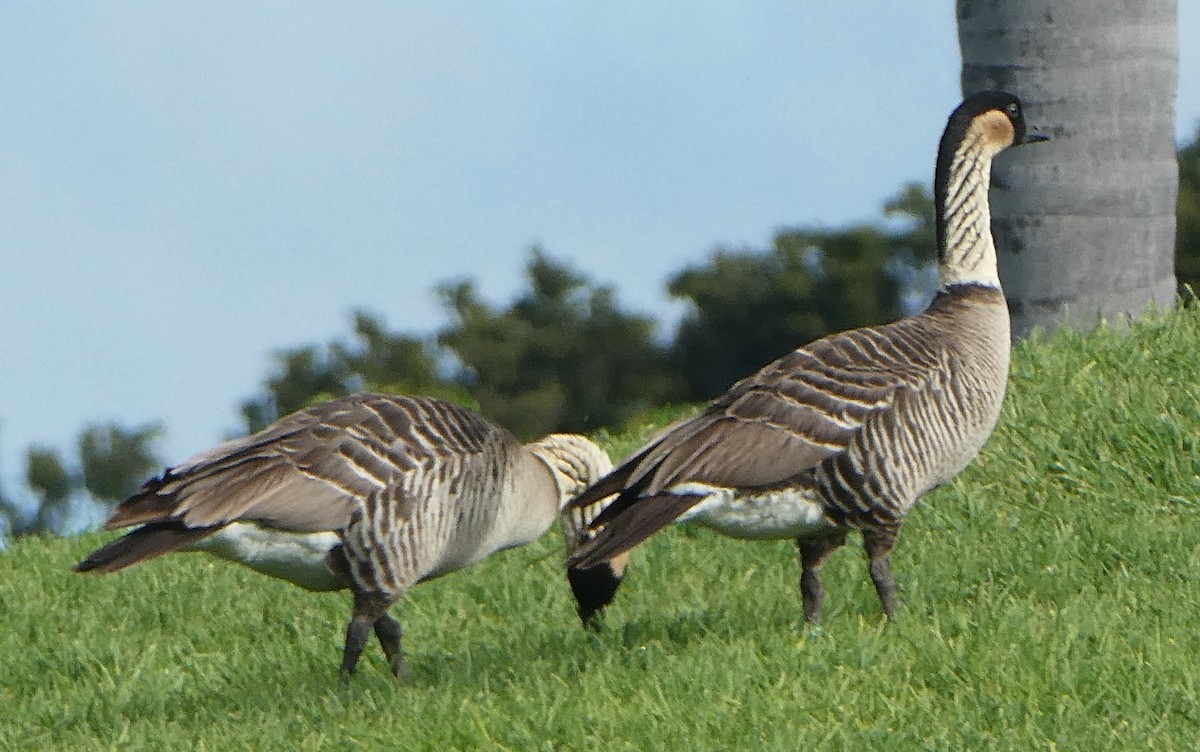 Hawaiian Goose - Robert Keiffer