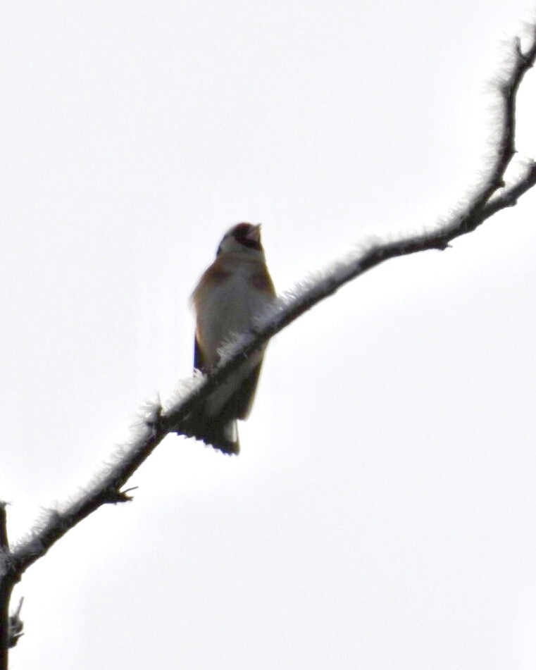 Бор бужирга - ML615051195