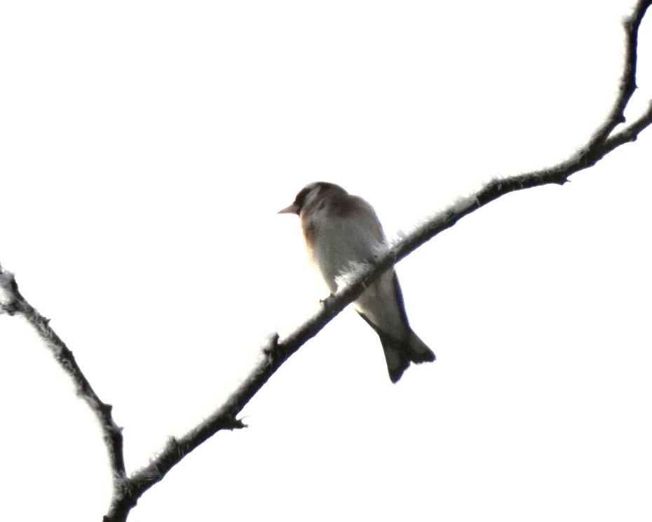 Бор бужирга - ML615051196