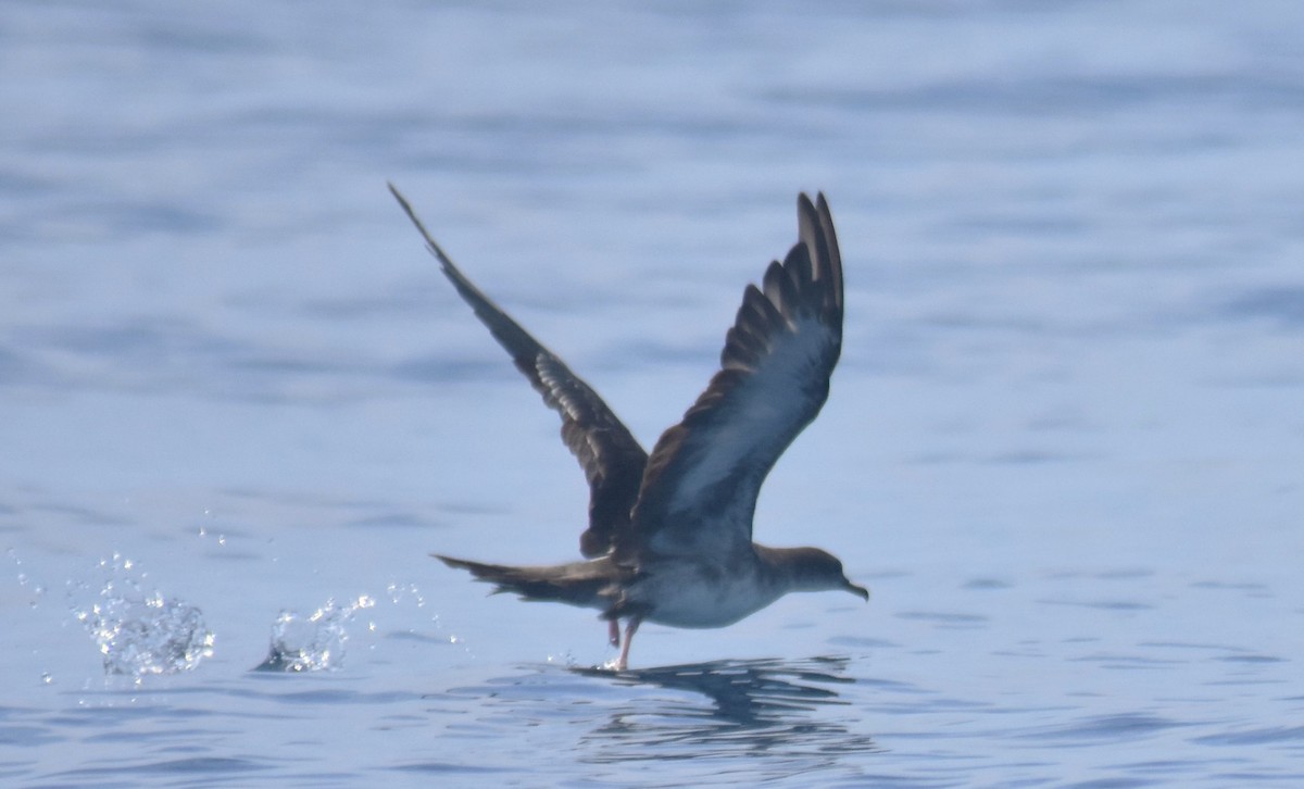 Puffin à pieds roses - ML615051228