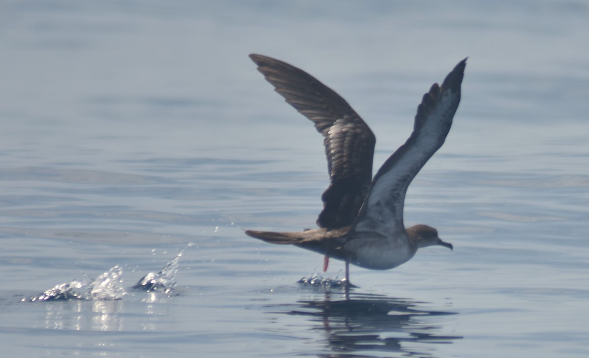 Puffin à pieds roses - ML615051229