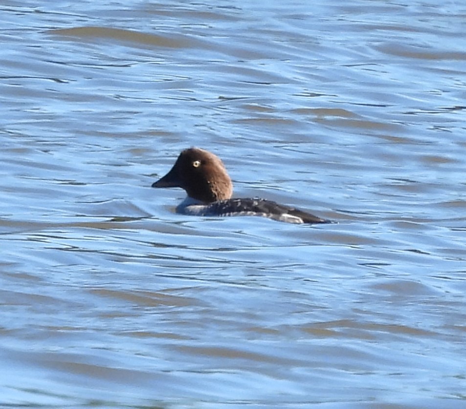 Common Goldeneye - ML615051236