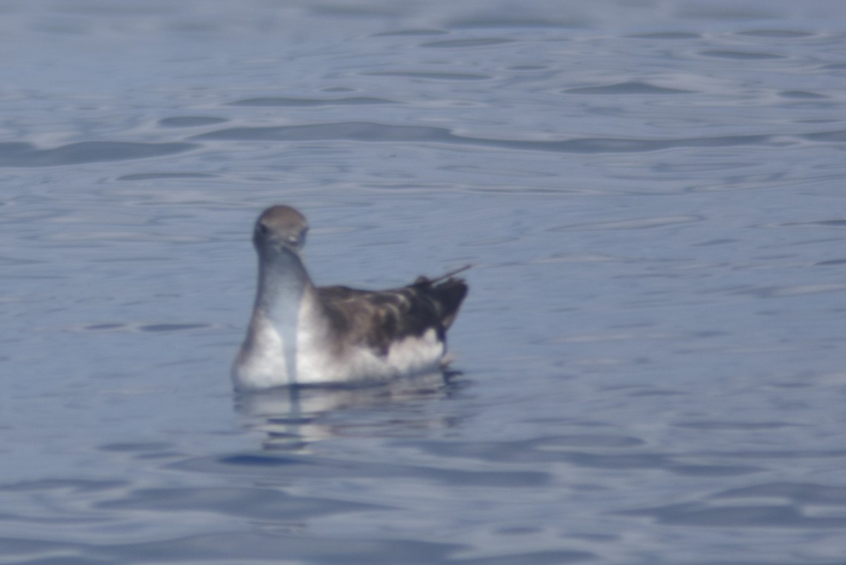 Puffin fouquet - ML615051245