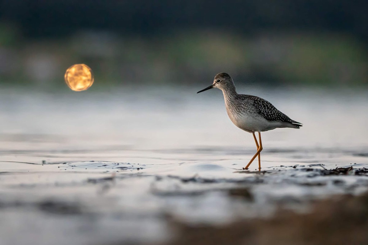 Lesser Yellowlegs - ML615051326