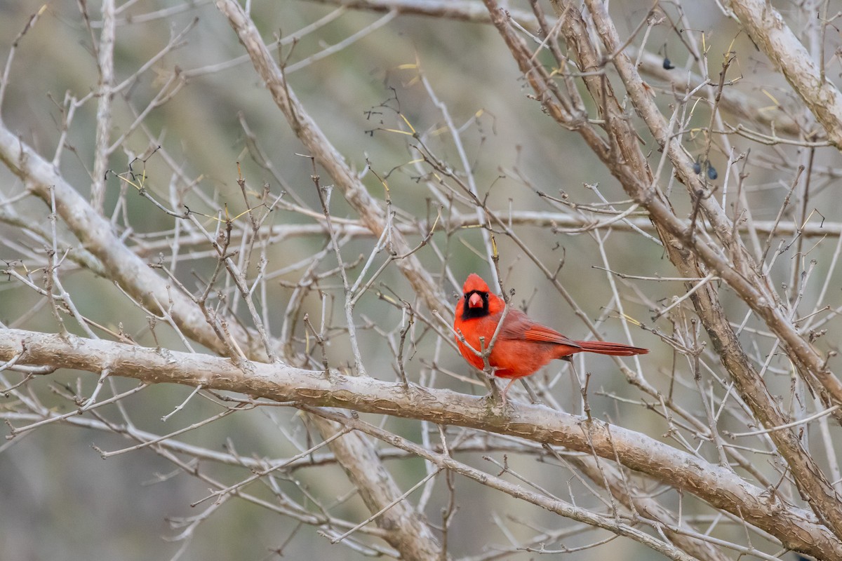 Northern Cardinal - Jack Duffy