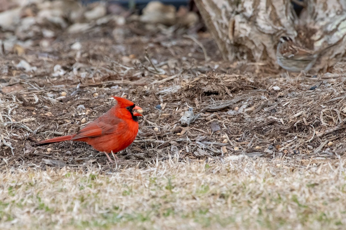 Northern Cardinal - ML615051368