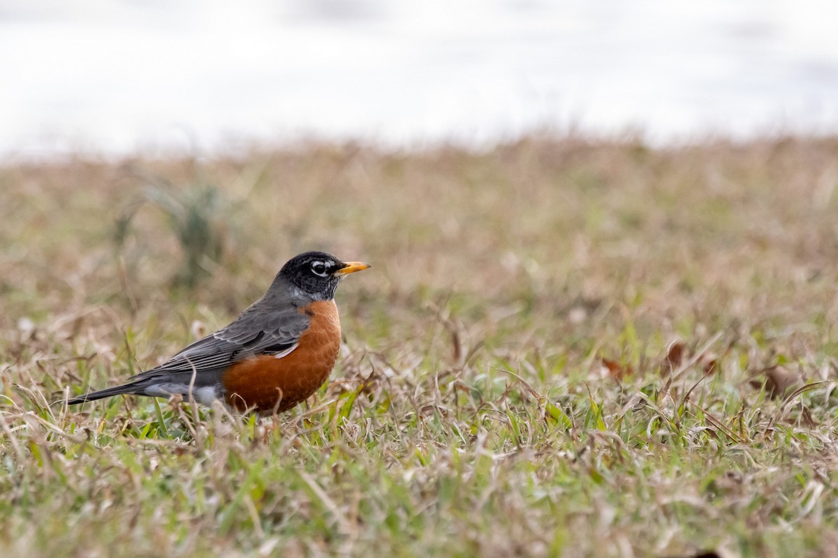 American Robin - ML615051399