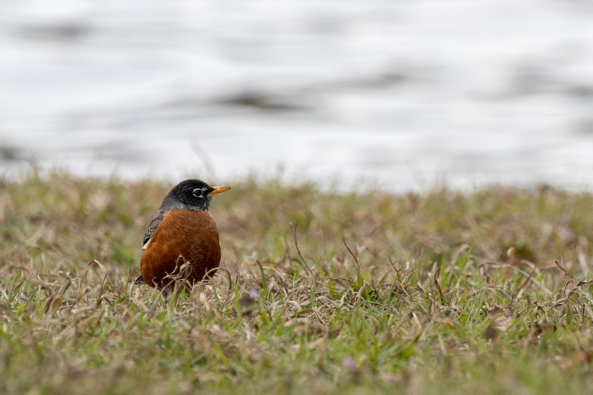 American Robin - ML615051400