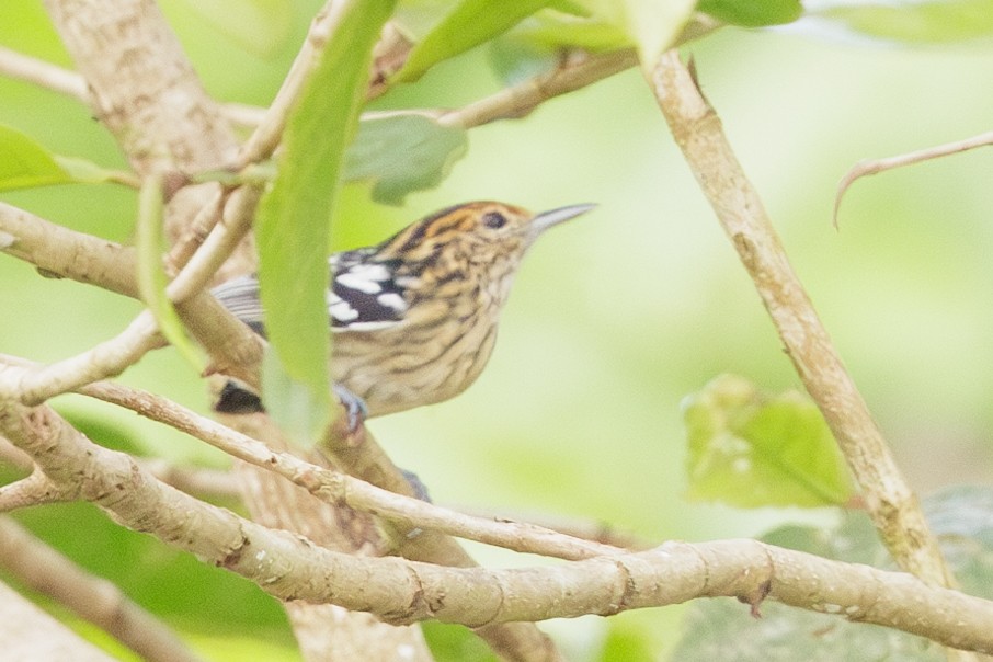 Amazonian Streaked-Antwren - Peter Hellman